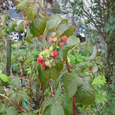 005 Die letzten Himbeeren